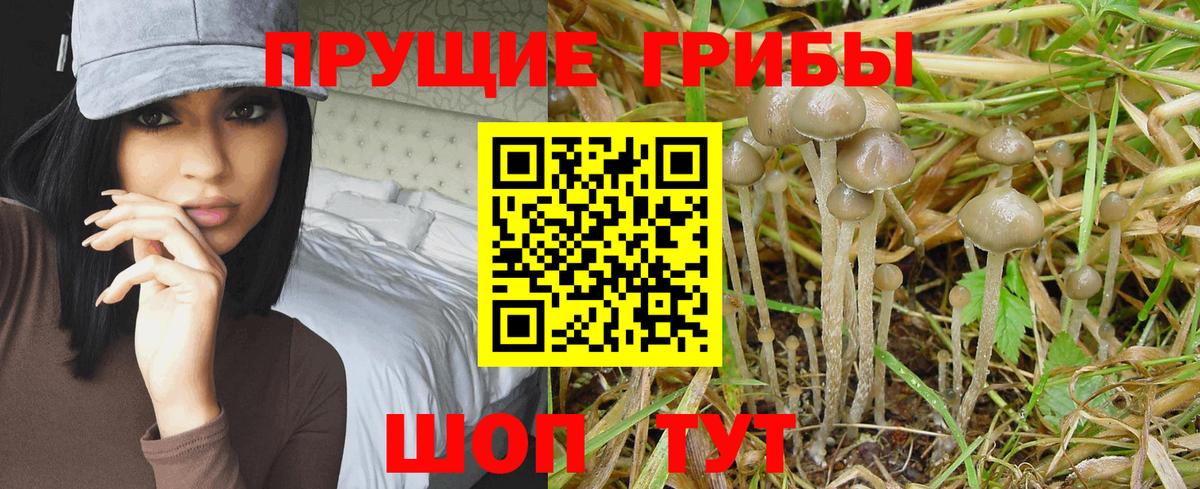 Галлюциногенные грибы Psilocybine cubensis  Галлюциногенные грибы Cubensis  Вход с VPN  Луховицы 